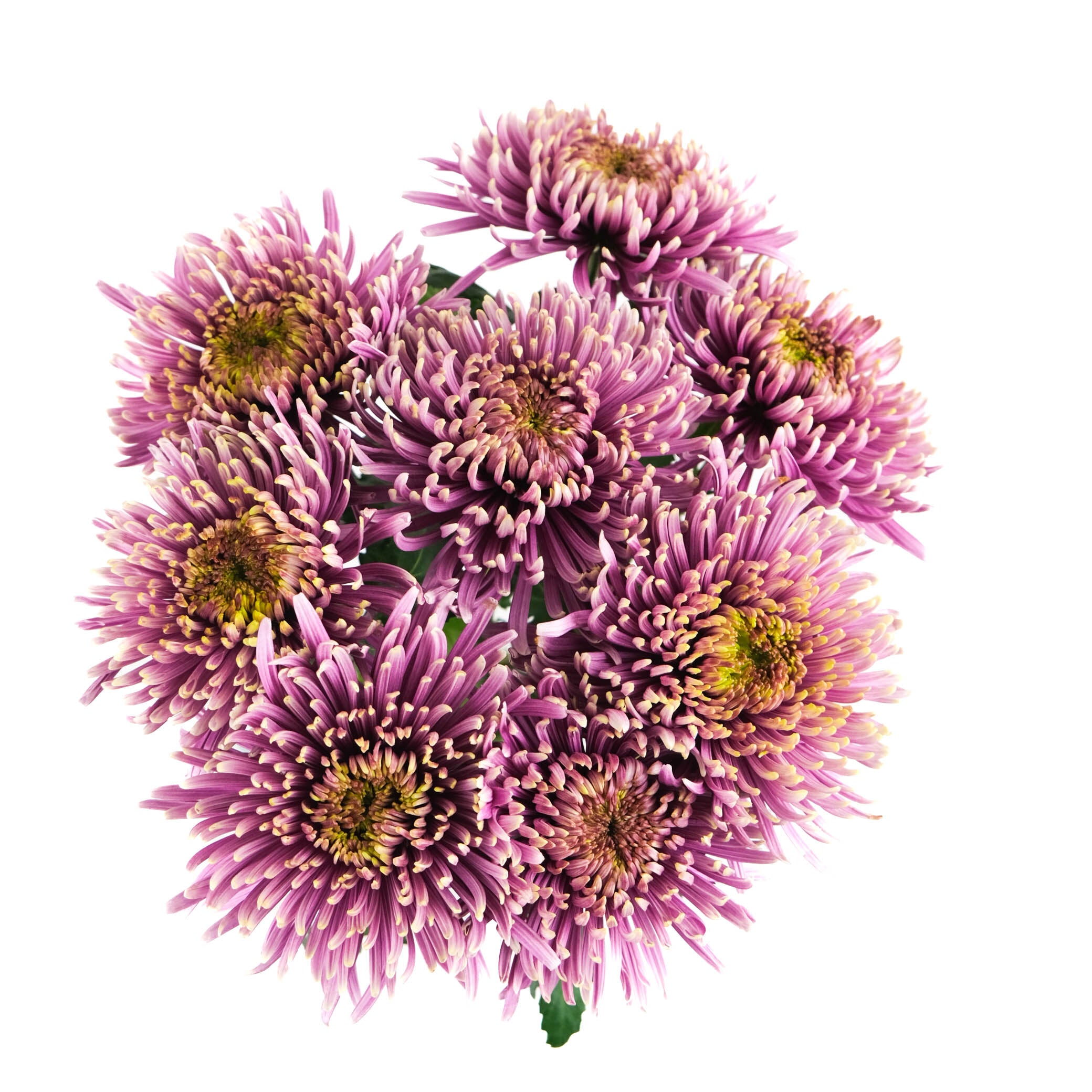 Balthazar Blooms