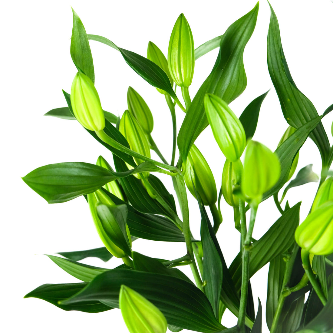 الزنابق البيضاء