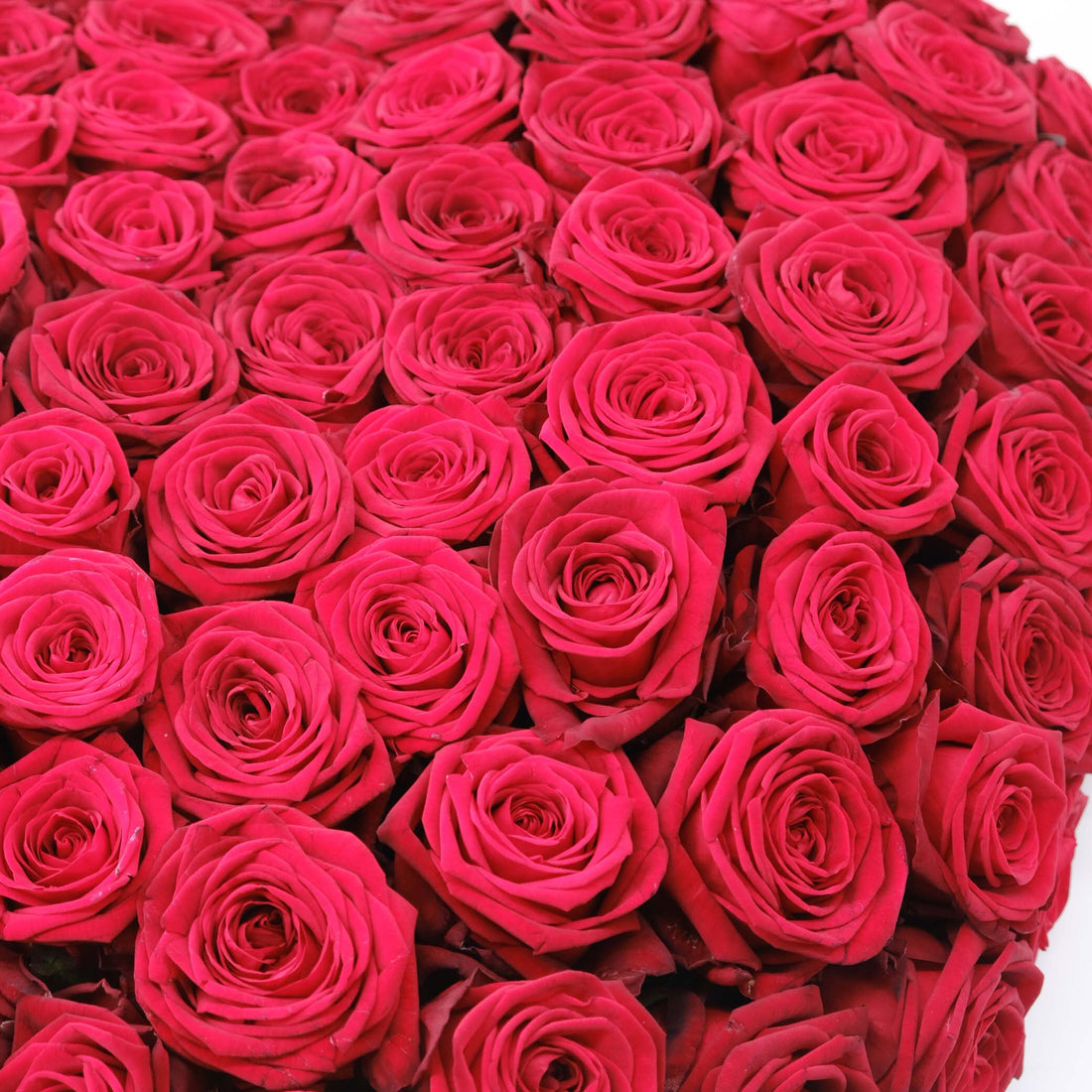 جوهرة الليل