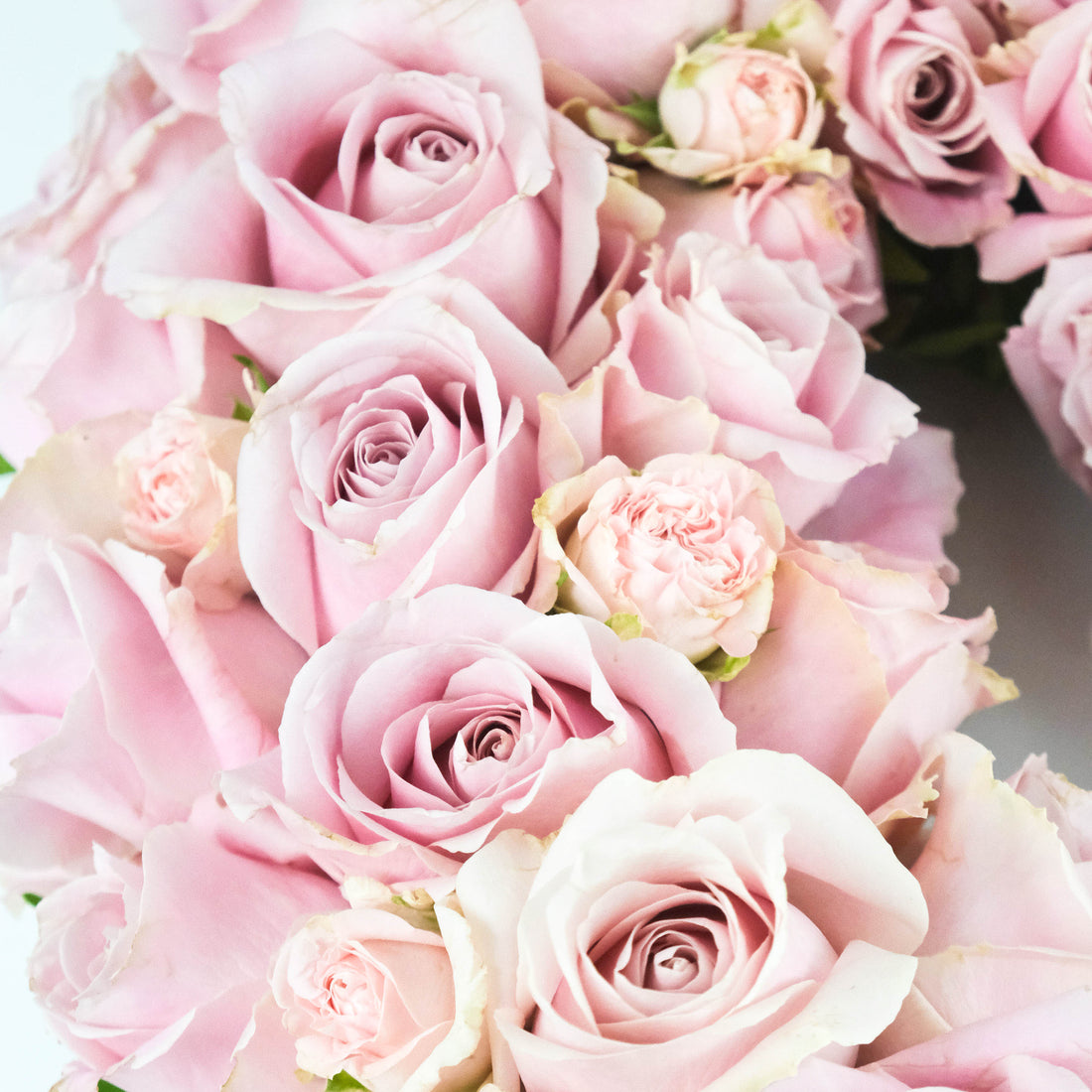 إكليل الورد الوردي