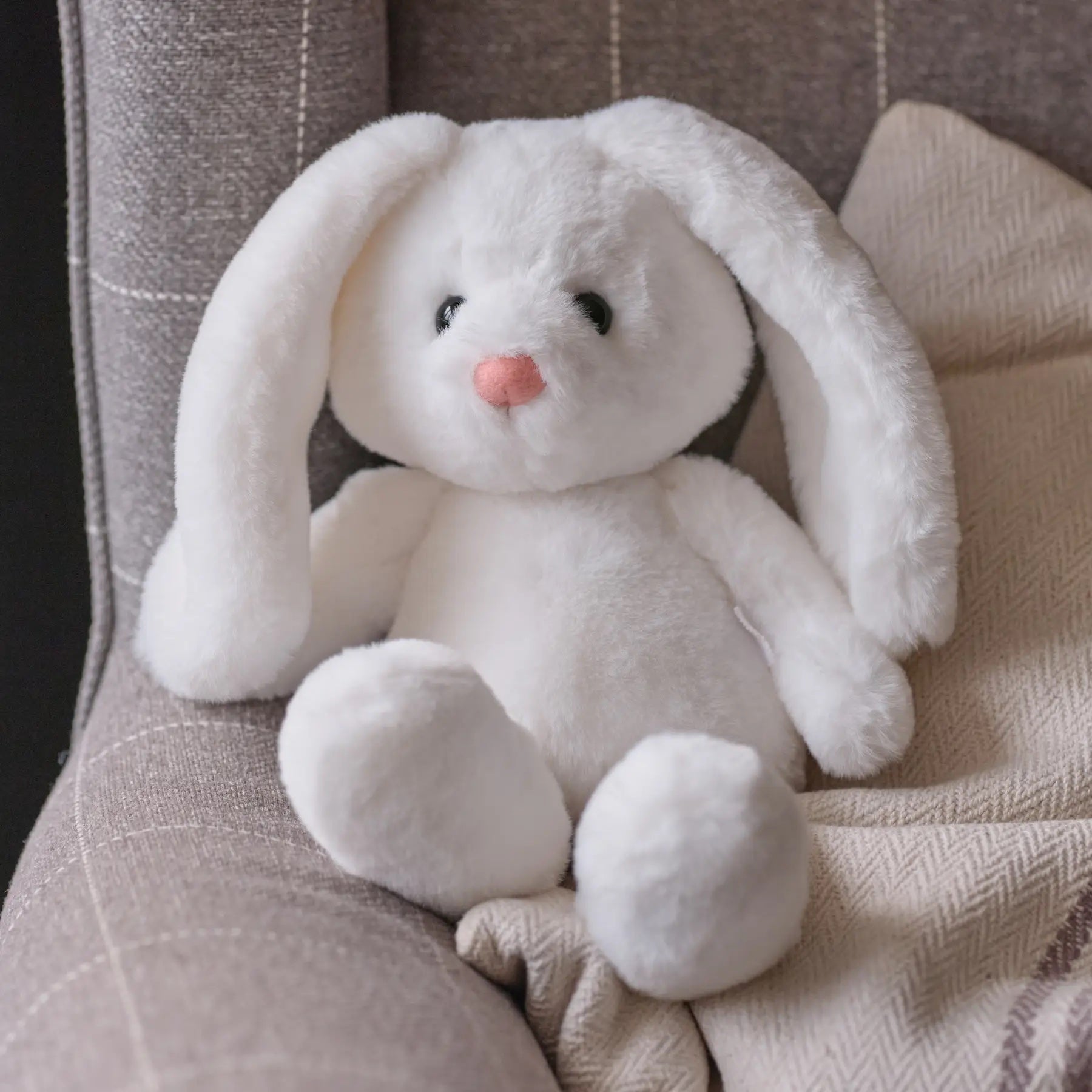 Lapin gris
