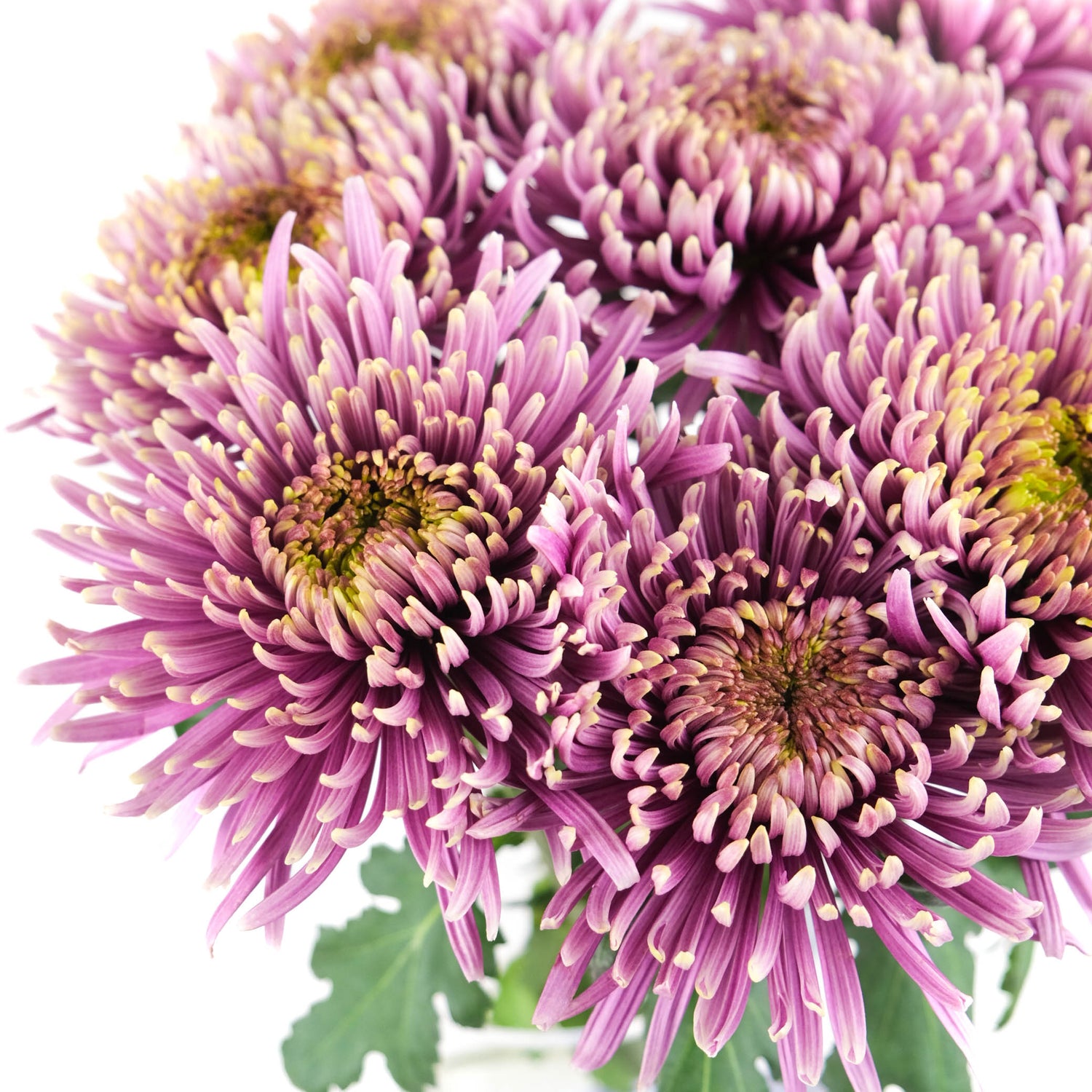 Balthazar Blooms