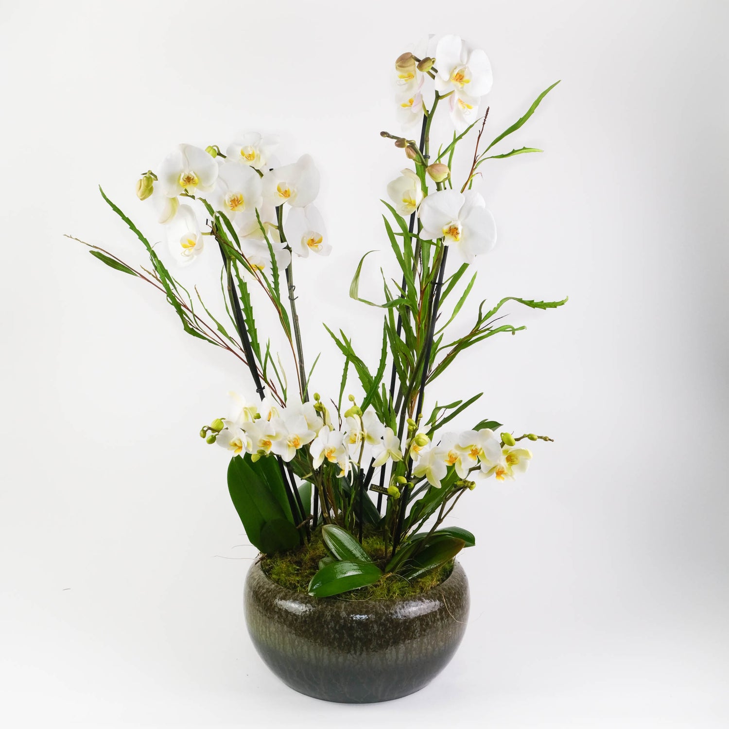 jade orchid plant Jade Orchid