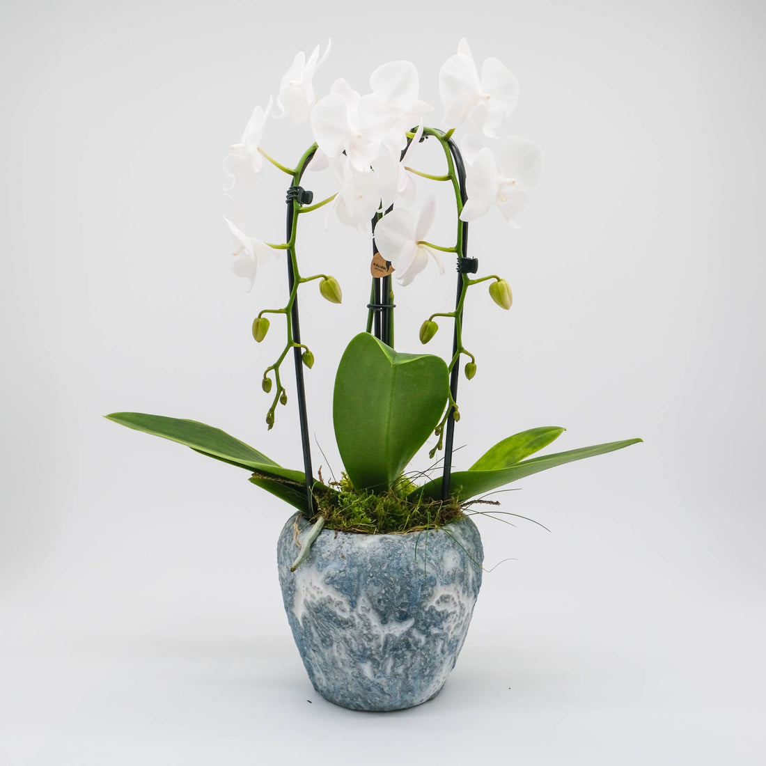 Orchidée de grâce en cascade