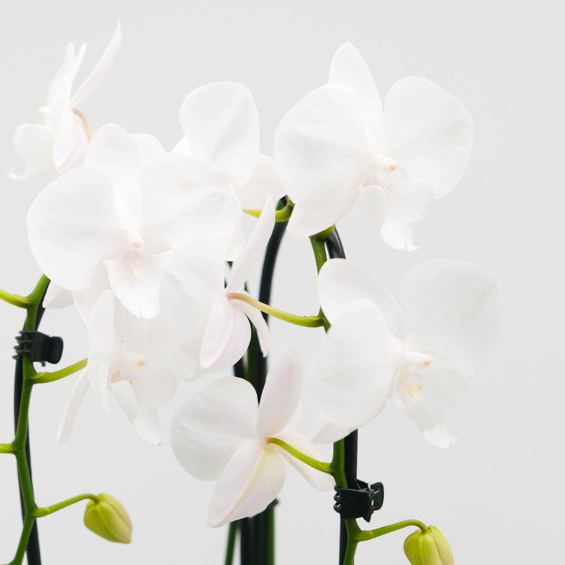 Orchidée de grâce en cascade