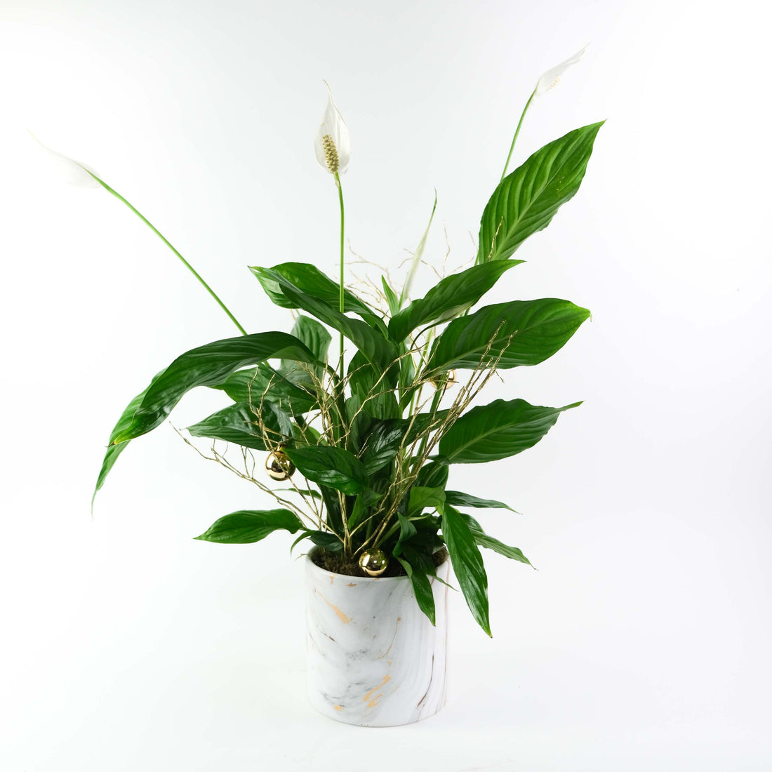 Festive Marble Peace Lily