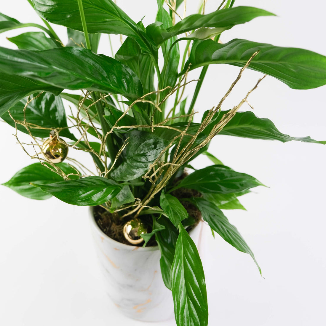 Festive Marble Peace Lily