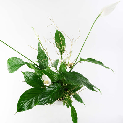 زهرة السلام الريفية